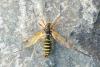 Ctenophora flaveolata